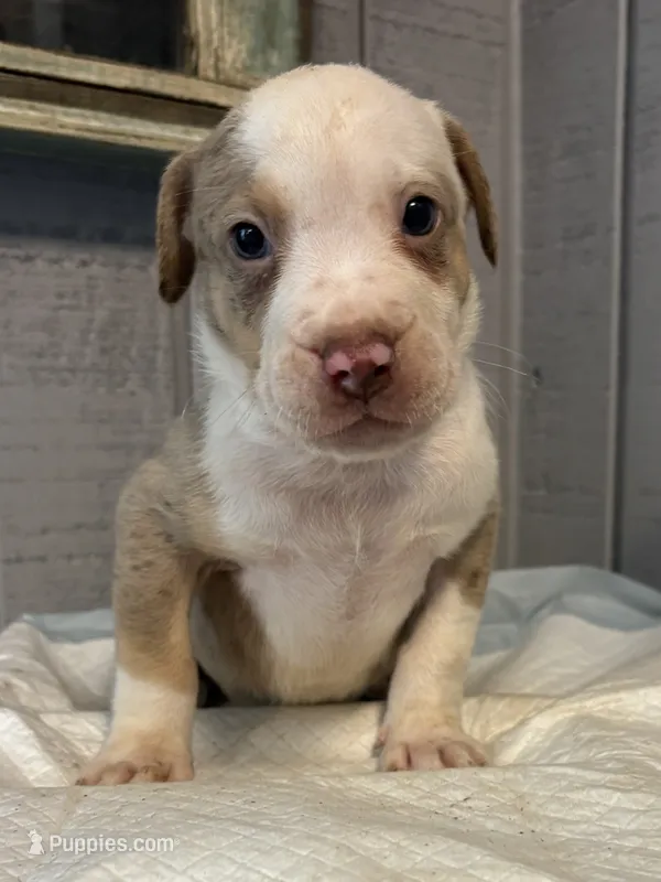 Cookie  – American Bully puppy for sale in Homer, GA