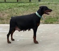 Hera , a female Doberman Pinscher for sale in Homer, GA – 2 of 2