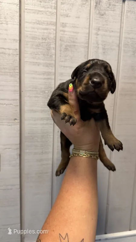 Doberman pink collar – Doberman Pinscher puppy for sale in Homer, GA