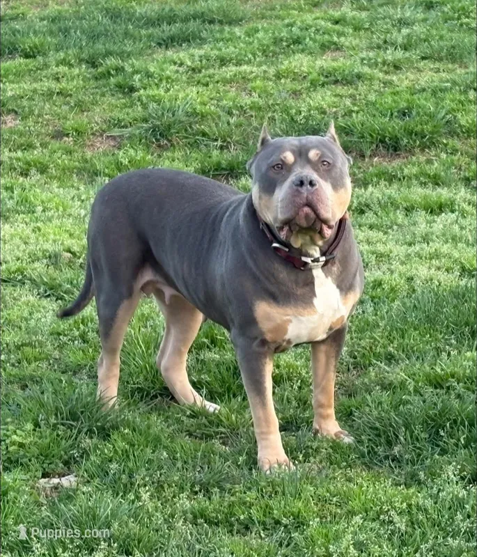 Vuitton  – American Bully puppy for sale in Homer, GA