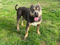 Oso, a male American Bully for sale in Homer, GA – 2 of 3