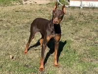Patron, a male Doberman Pinscher for sale in Homer, GA – 1 of 1