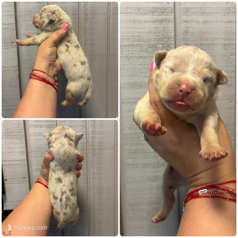 Draco – American Bully puppy for sale in Homer, GA