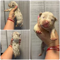 Draco, a male American Bully for sale in Homer, GA – 1 of 1