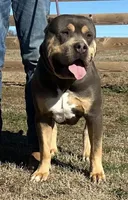 Oso, a male American Bully for sale in Homer, GA – 3 of 3