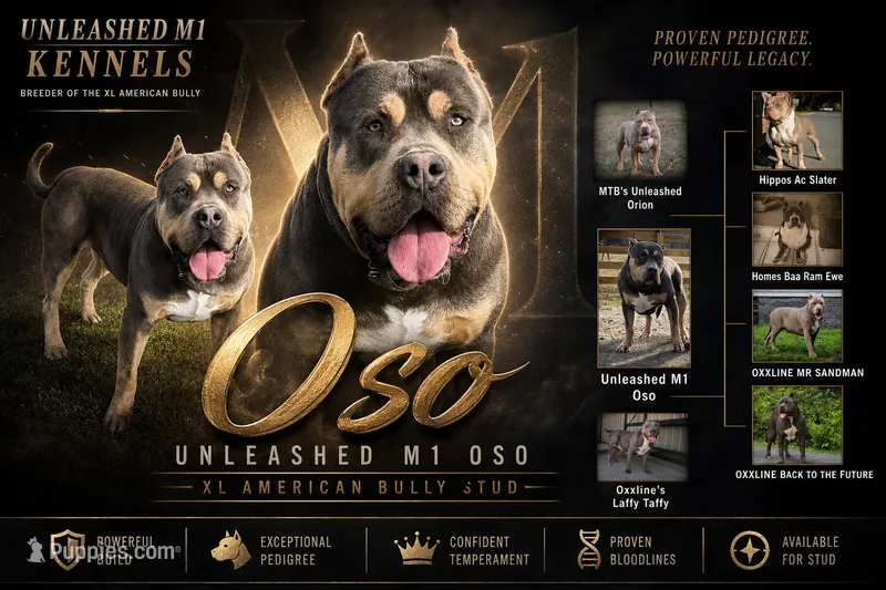 Oso – American Bully puppy for sale in Homer, GA