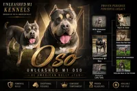 Oso, a male American Bully for sale in Homer, GA – 1 of 3
