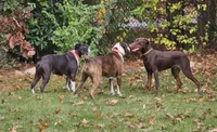 Canelo, a male Doberman Pinscher for sale in Homer, GA – 2 of 2
