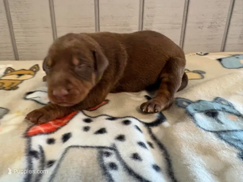 Doberman – Doberman Pinscher puppy for sale in Homer, GA