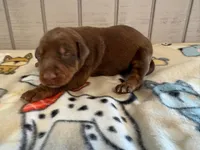 Doberman, a male Doberman Pinscher for sale in Homer, GA – 1 of 1