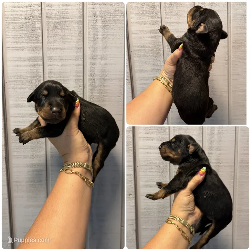 Doberman purple collar – Doberman Pinscher puppy for sale in Homer, GA