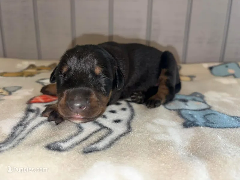 Doberman pink collar – Doberman Pinscher puppy for sale in Homer, GA