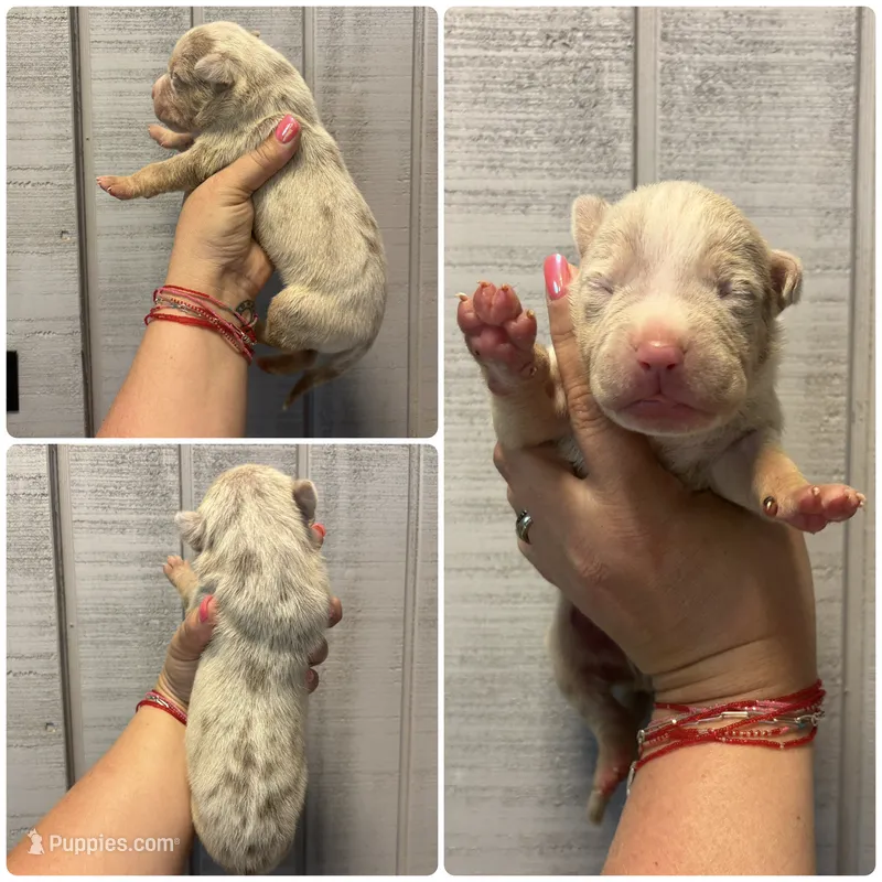 Titus – American Bully puppy for sale in Homer, GA