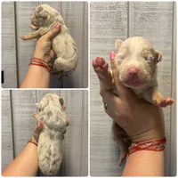 Titus, a male American Bully for sale in Homer, GA – 1 of 2