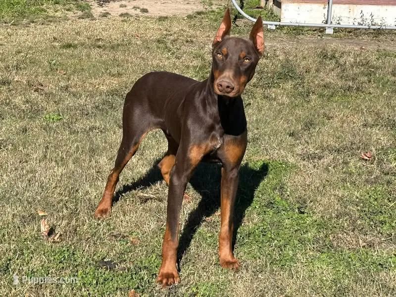 Patron – Doberman Pinscher puppy for sale in Homer, GA