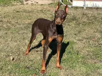 Patron, a male Doberman Pinscher for sale in Homer, GA – 1 of 1
