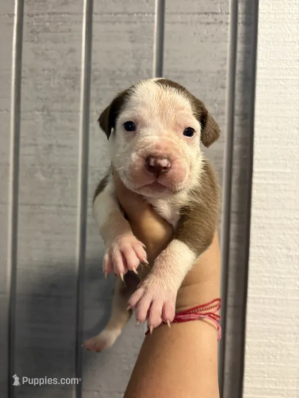 Zoey – American Bully puppy for sale in Homer, GA