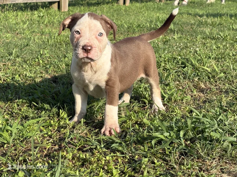 Zoey – American Bully puppy for sale in Homer, GA