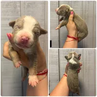 Zoey, a female American Bully for sale in Homer, GA – 1 of 2