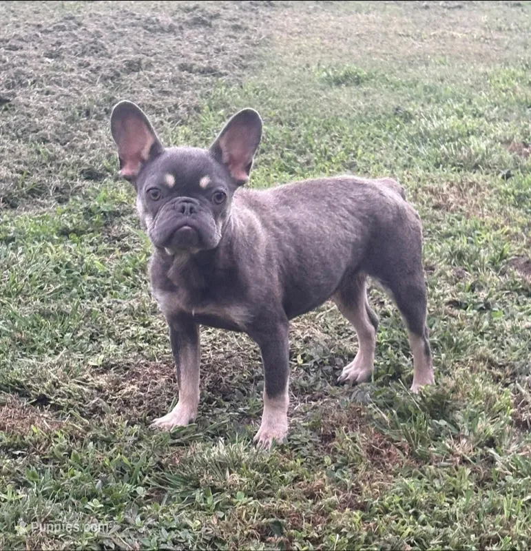 Cece – French Bulldog puppy for sale in Homer, GA
