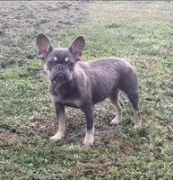 Cece, a female French Bulldog for sale in Homer, GA – 1 of 1