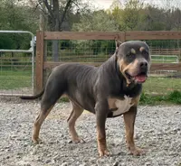 Oso, a male American Bully for sale in Homer, GA – Photo 1 of 2