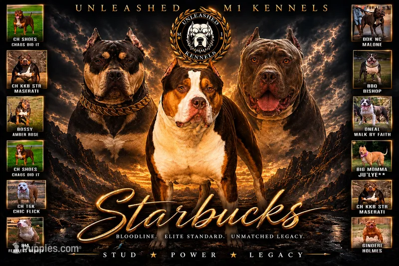 Starbucks – American Bully puppy for sale in Homer, GA