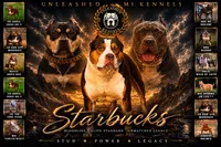 Starbucks, a male American Bully for sale in Homer, GA – 1 of 2