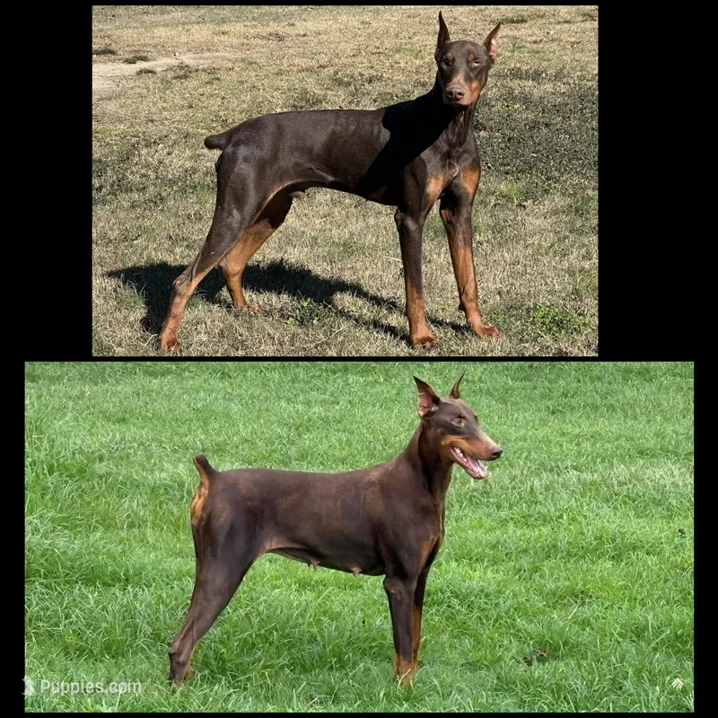 Doberman Puppies – Doberman Pinscher puppy for sale in Homer, GA