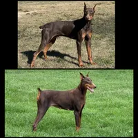 Doberman Puppies, a  Doberman Pinscher for sale in Homer, GA – 1 of 1