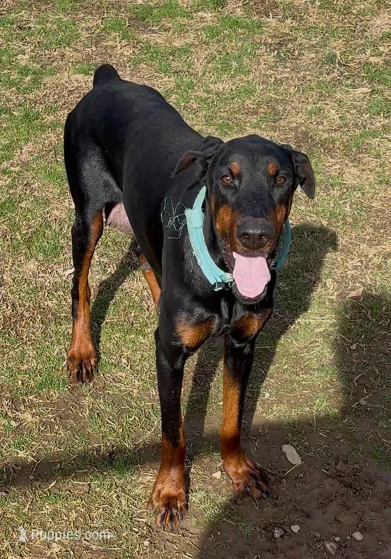 Hera  – Doberman Pinscher puppy for sale in Homer, GA