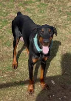 Hera , a female Doberman Pinscher for sale in Homer, GA – 1 of 1