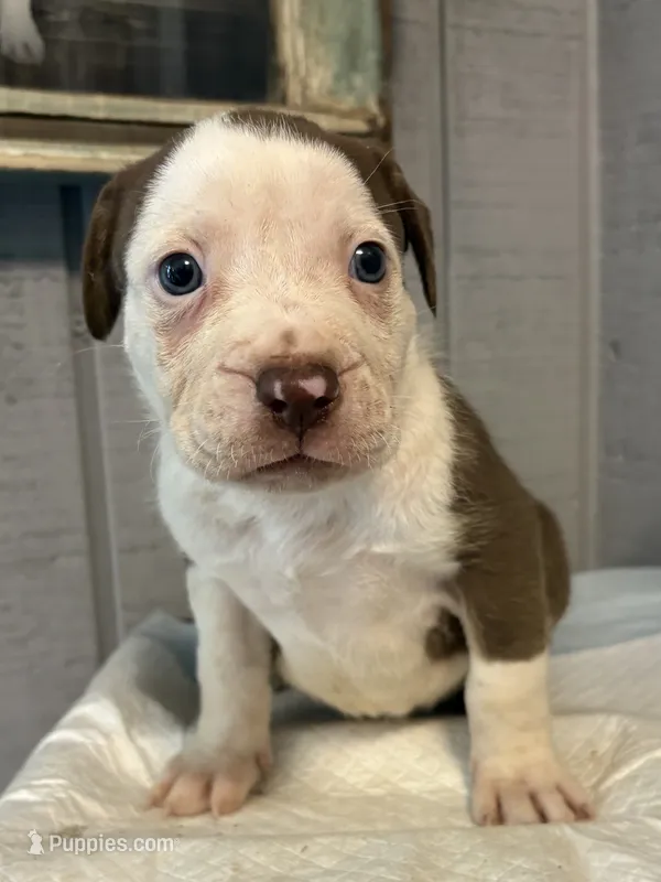 Zoey – American Bully puppy for sale in Homer, GA