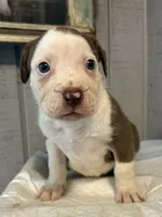 Zoey, a female American Bully for sale in Homer, GA – 1 of 2