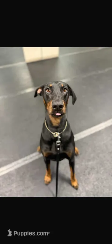 Cara  – Doberman Pinscher puppy for sale in Homer, GA
