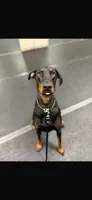 Cara , a female Doberman Pinscher for sale in Homer, GA – 1 of 1