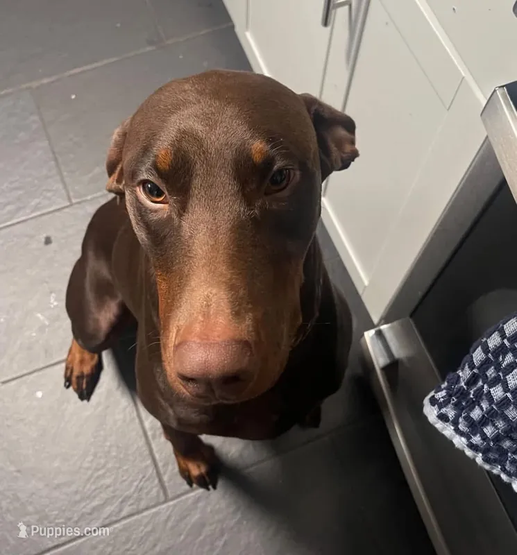 Canelo – Doberman Pinscher puppy for sale in Homer, GA