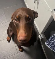 Canelo, a male Doberman Pinscher for sale in Homer, GA – 1 of 2