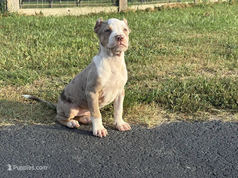 Coco – American Bully puppy for sale in Homer, GA
