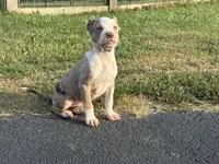 Coco, a female American Bully for sale in Homer, GA – 1 of 1