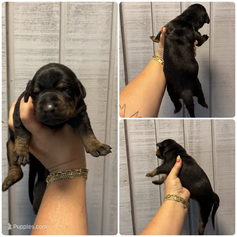 Doberman blue collar – Doberman Pinscher puppy for sale in Homer, GA