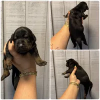Doberman blue collar, a male Doberman Pinscher for sale in Homer, GA – 1 of 1