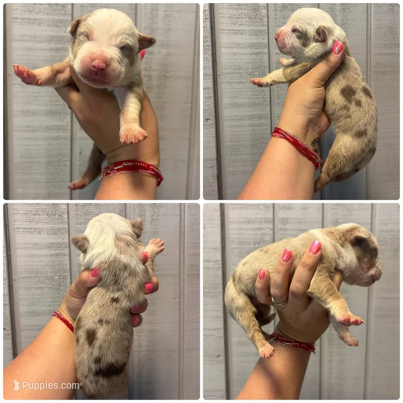 Cookie  – American Bully puppy for sale in Homer, GA