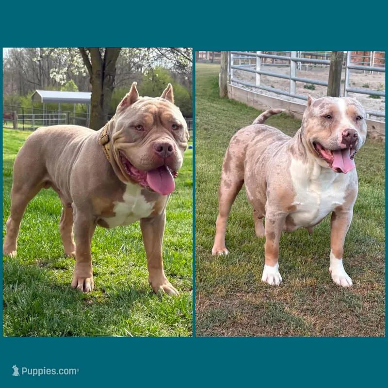 XL American Bully – American Bully puppy for sale in Homer, GA