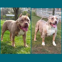 XL American Bully, a  American Bully for sale in Homer, GA – 1 of 1