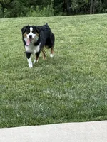 Milo, a male Miniature Australian Shepherd for sale in Foristell, MO – 3 of 6