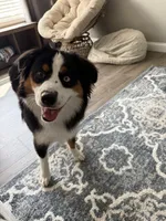 Milo, a male Miniature Australian Shepherd for sale in Foristell, MO – 2 of 6