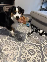 Milo, a male Miniature Australian Shepherd for sale in Foristell, MO – 4 of 6