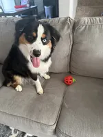 Milo, a male Miniature Australian Shepherd for sale in Foristell, MO – 5 of 6