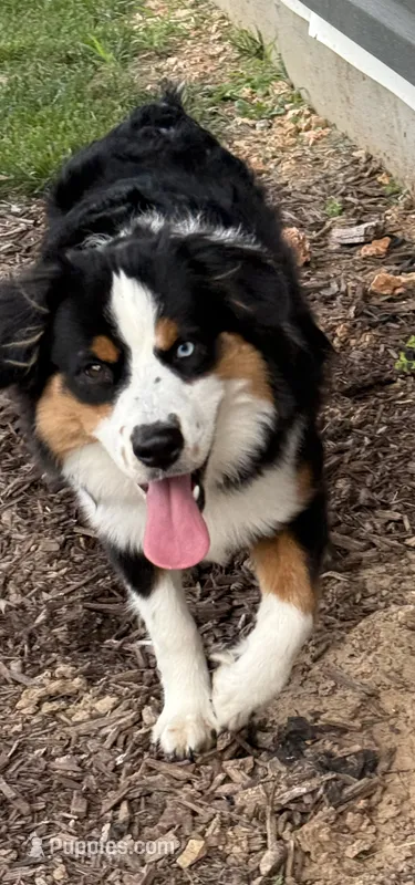 Milo – Miniature Australian Shepherd puppy for sale in Foristell, MO